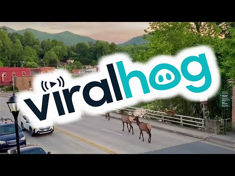 Elk Walking in Downtown Bryson City at Sunset || ViralHog